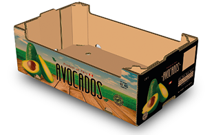 AVOCADO 10 Kg